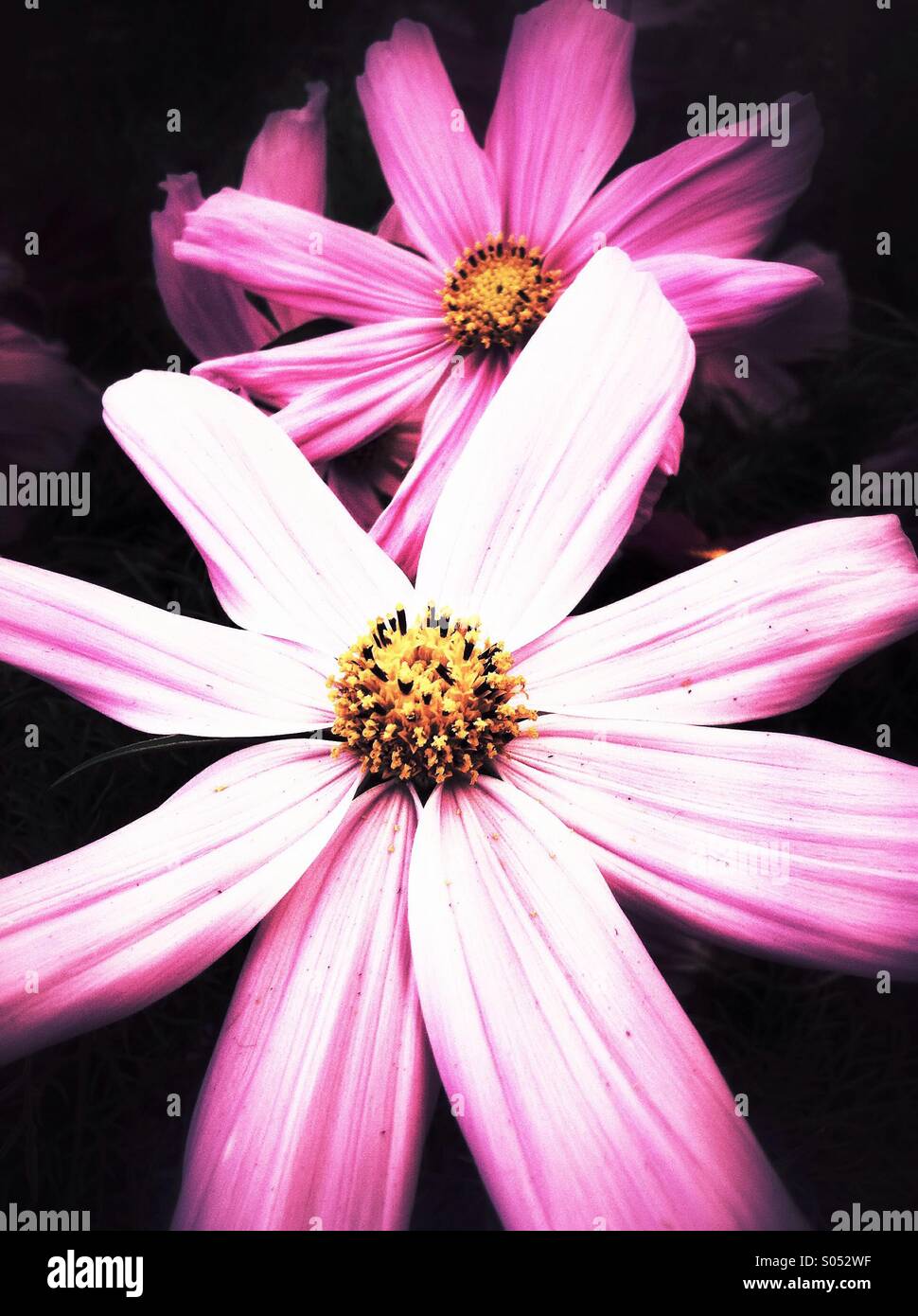 Rosa Cosmos Blumen Stockfoto