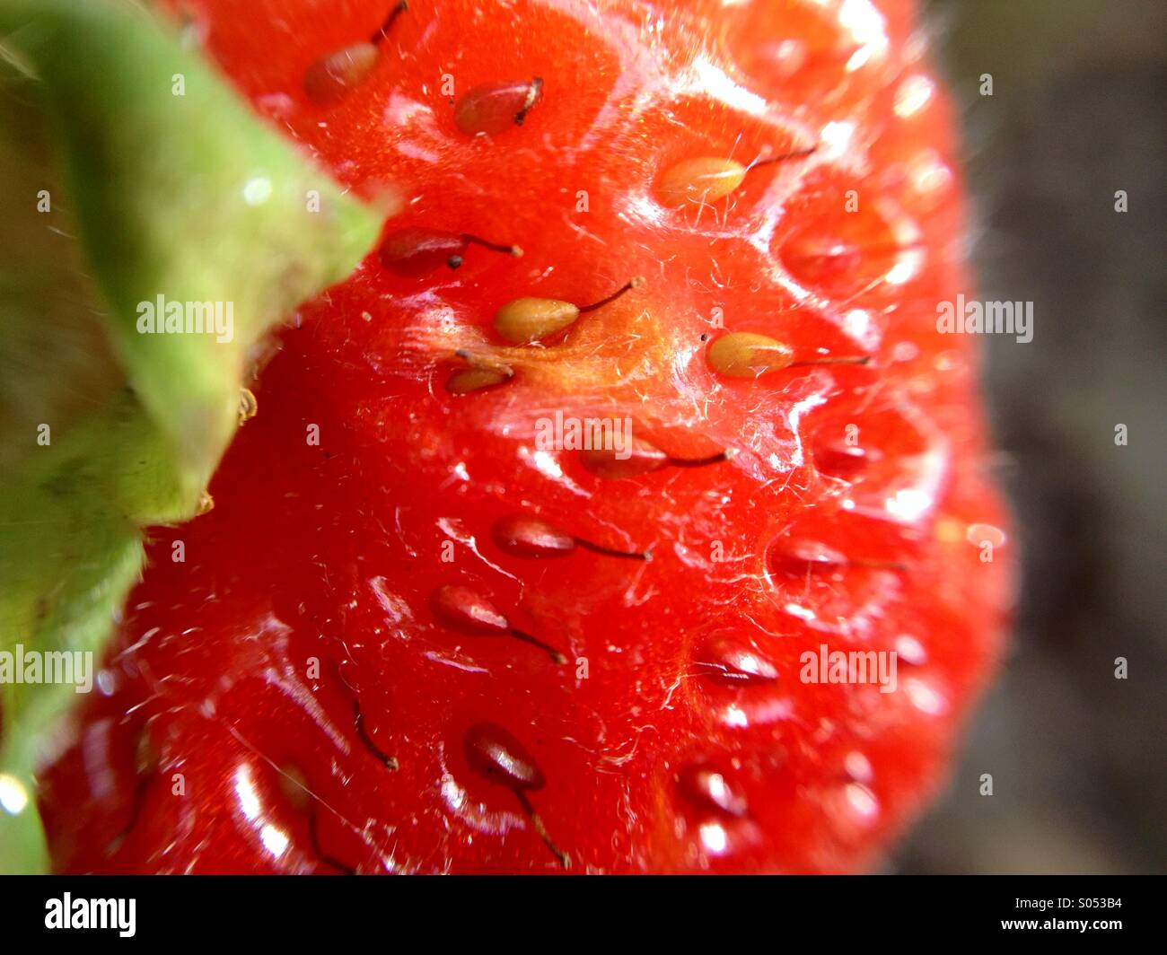 Makro-Ansicht einer Erdbeere Stockfoto