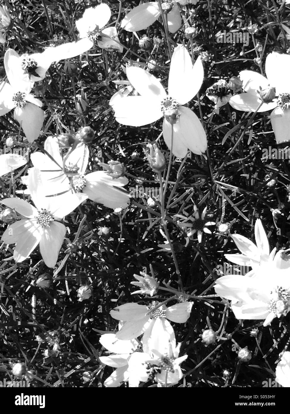 Blumen aus dem Garten in schwarz & weiß Stockfoto