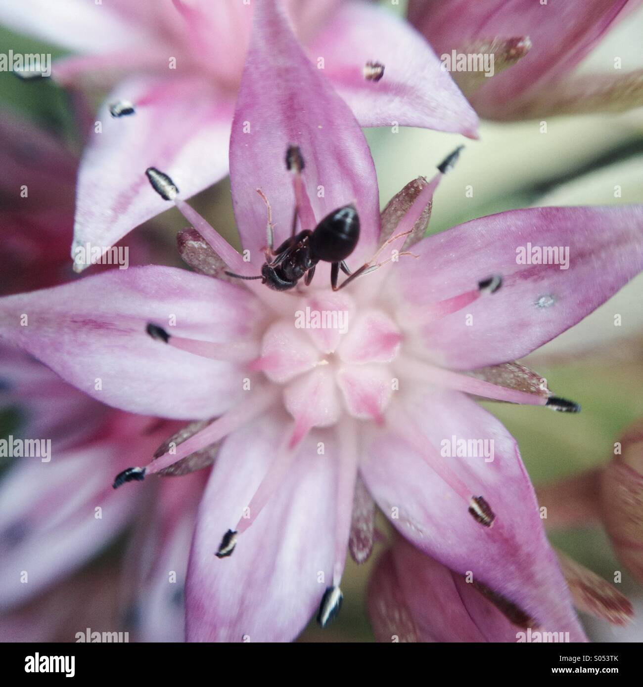 Schorbuser blut -Fotos und -Bildmaterial in hoher Auflösung – Alamy
