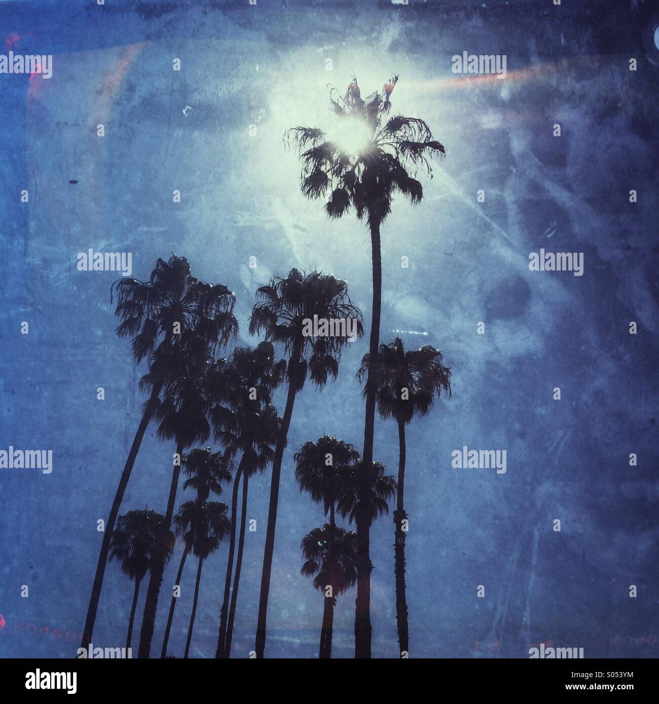Kalifornien Sommer Sonne piercing durch Palme Stockfoto