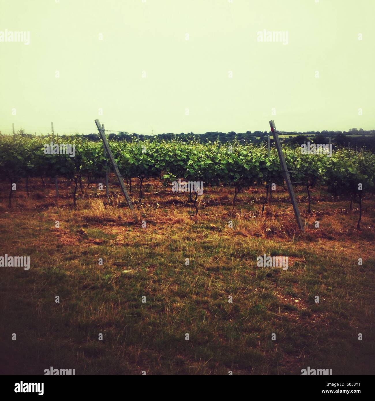 Hattingley Tal Champagne Weinberg, Hattingley, Medstead, Hampshire, Vereinigtes Königreich. Stockfoto