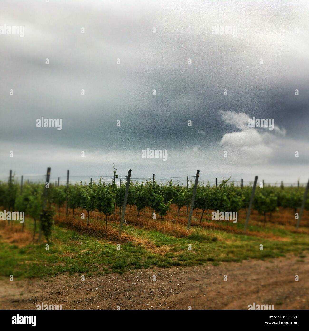 Hattingley Tal Champagne Weinberg, Hattingley, Medstead, Hampshire, Vereinigtes Königreich. Stockfoto