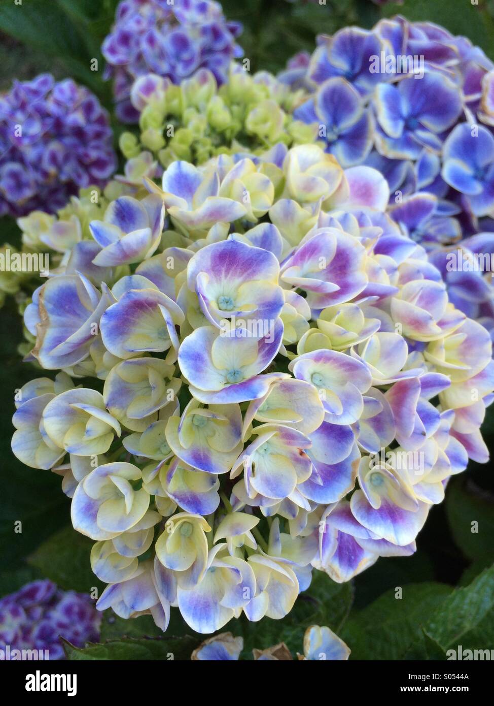 Sommer-Hortensie in voller Blüte. Stockfoto
