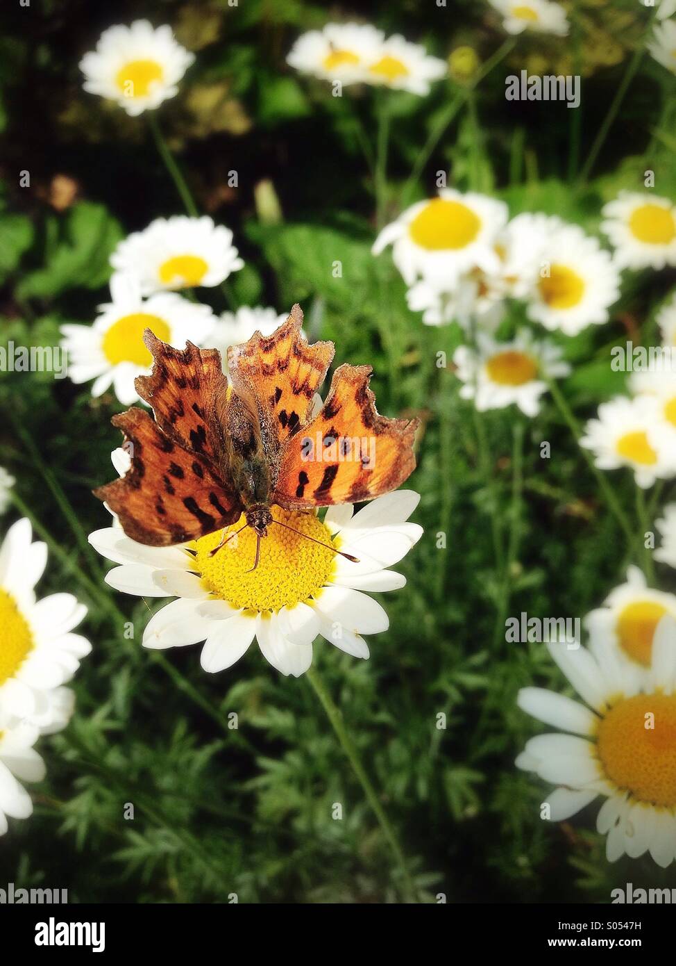 Komma-Schmetterling auf daisiy Stockfoto