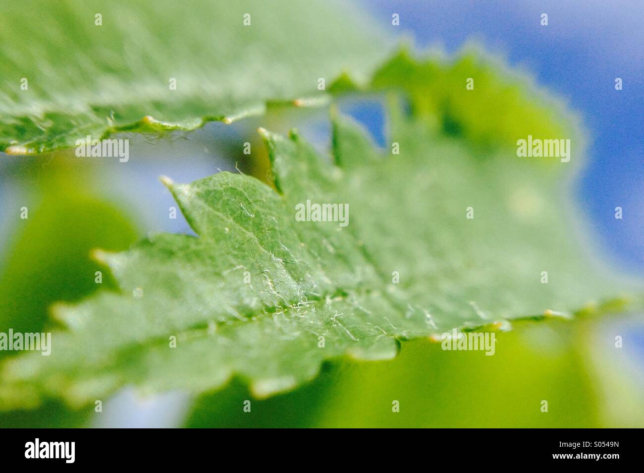 Eberesche Blatt Hintergrund des blauen Himmels. - Smartphone-aufgenommenes Stockfoto