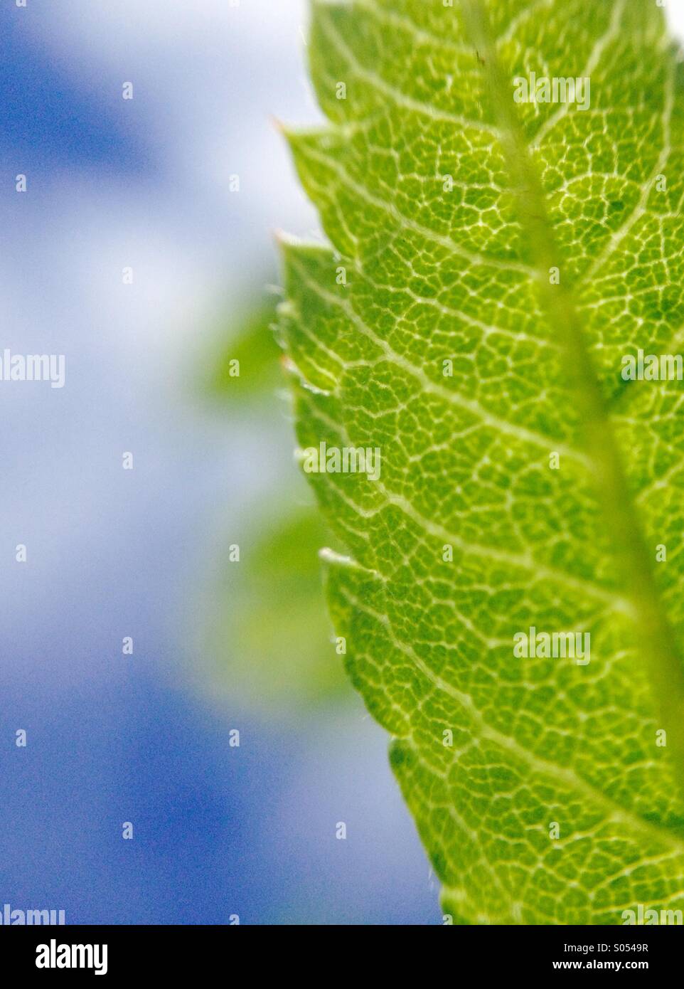 Nahaufnahme von Eberesche Blatt mit blauem Himmelshintergrund. - Smartphone-aufgenommenes Stockfoto