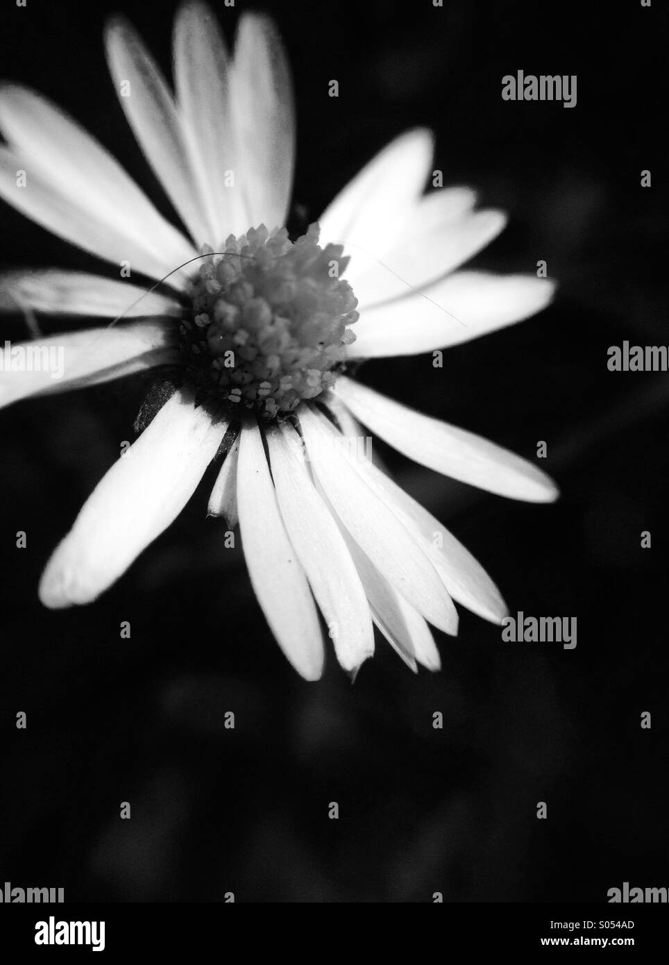 Nahaufnahme von einem Gänseblümchen - Smartphone-aufgenommenes Stockfoto