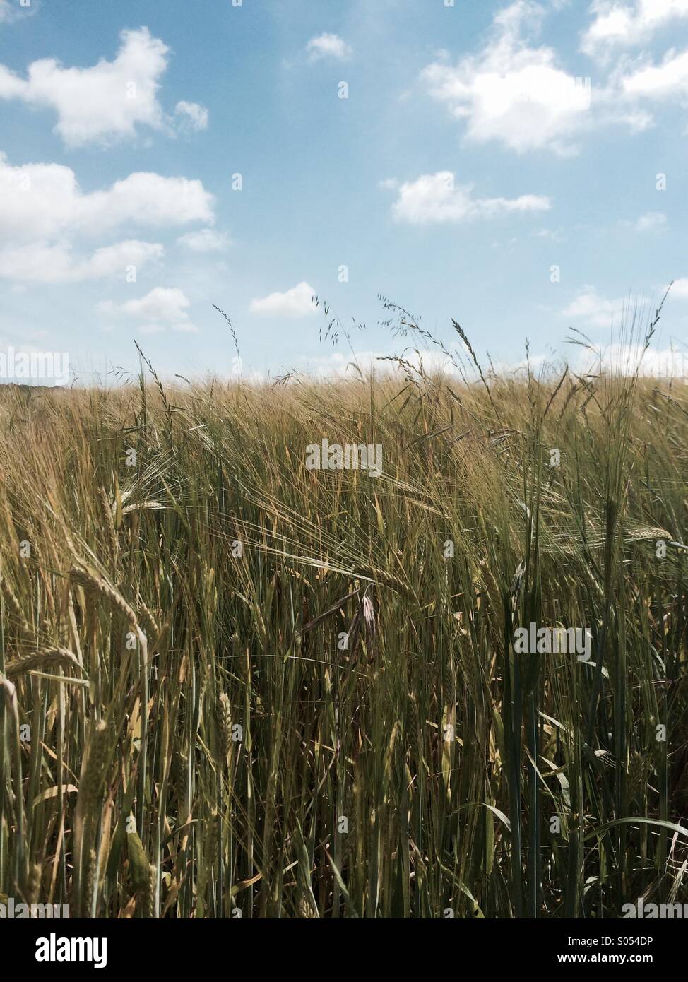 Weizenfeld - Smartphone-aufgenommenes Stockfoto
