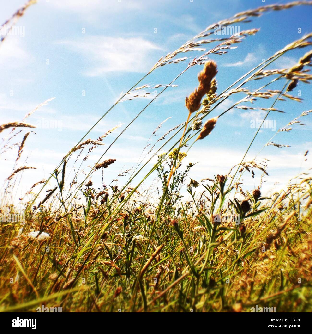 Englische Wiese - Smartphone-aufgenommenes Stockfoto