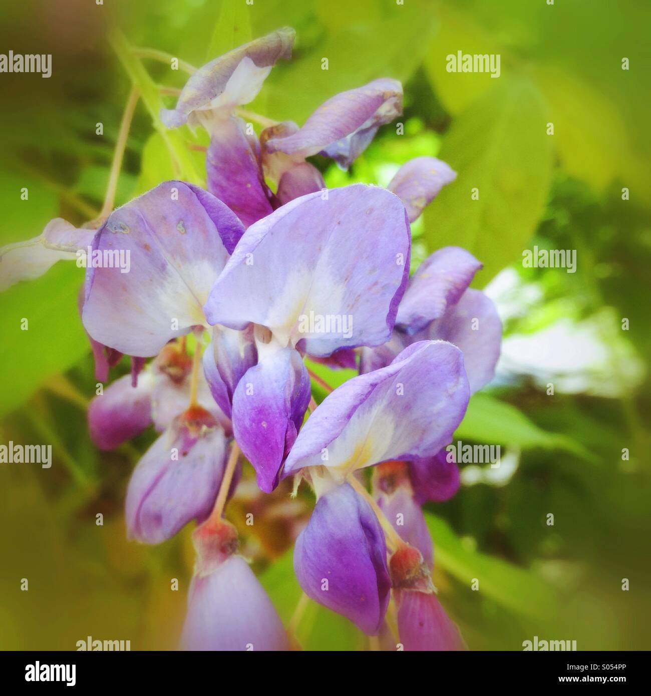 Blauregen Blüte Nahaufnahme Stockfoto