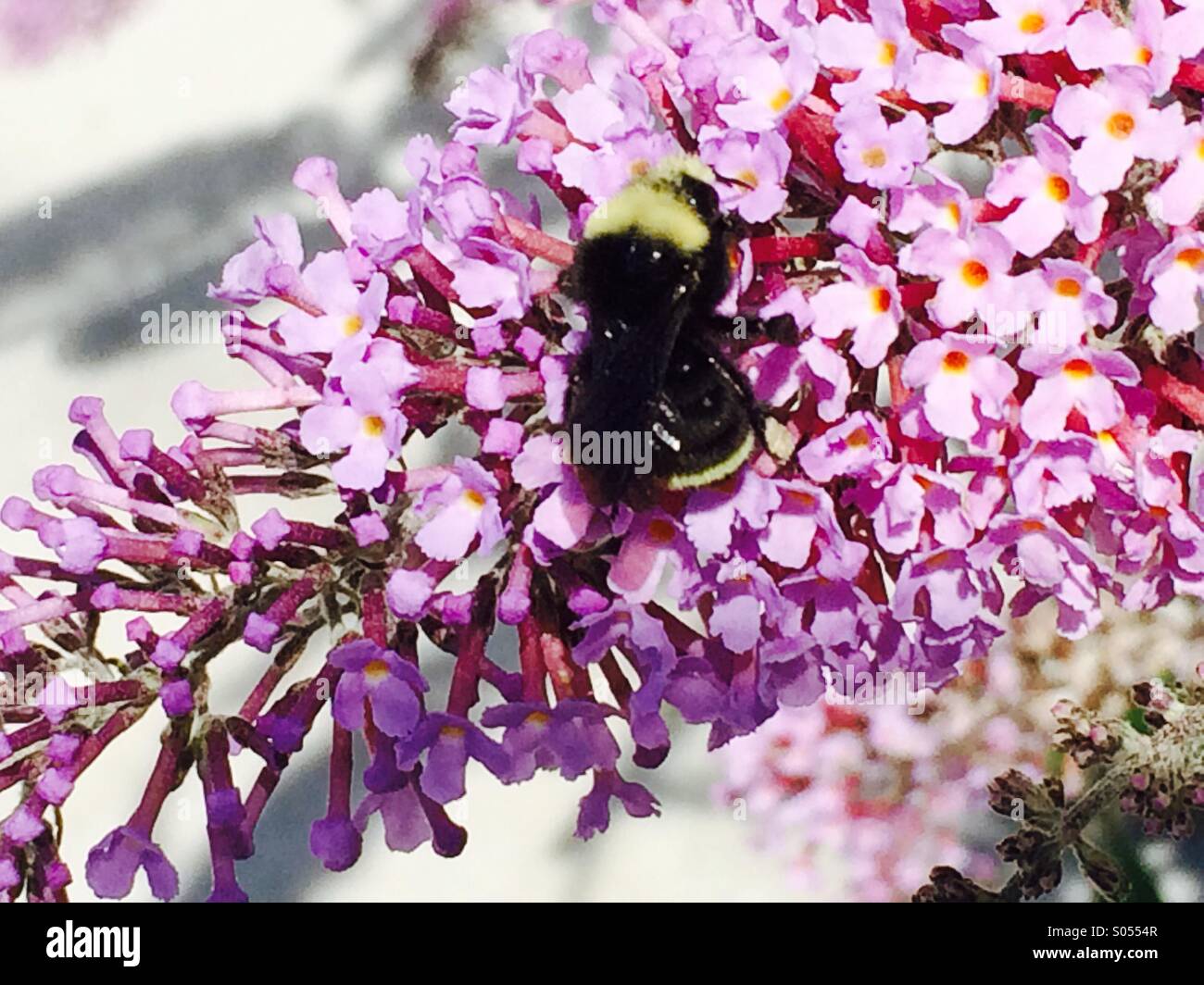 Hummel auf die rosa Blüten Stockfoto