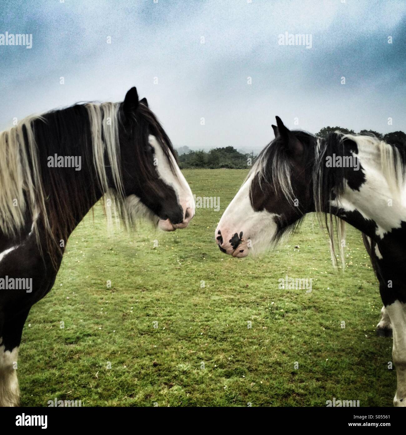 Seitenansicht von 2 Pferden Stockfoto