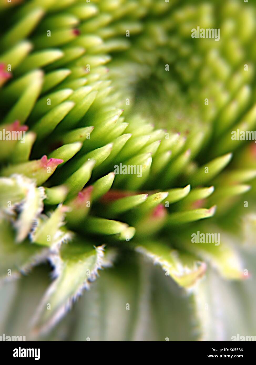 Sonnenhut-Knospe - Smartphone-aufgenommenes Stockfoto