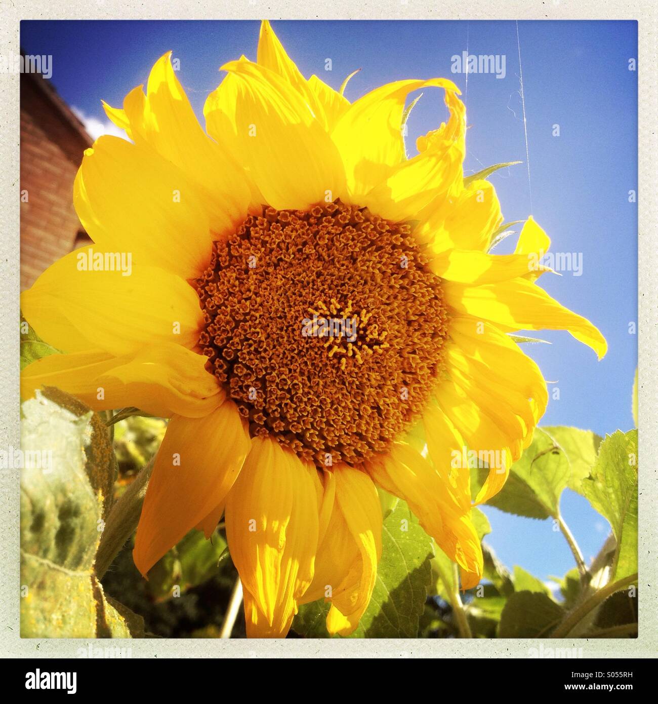 Sonnenblume Kopf Stockfoto