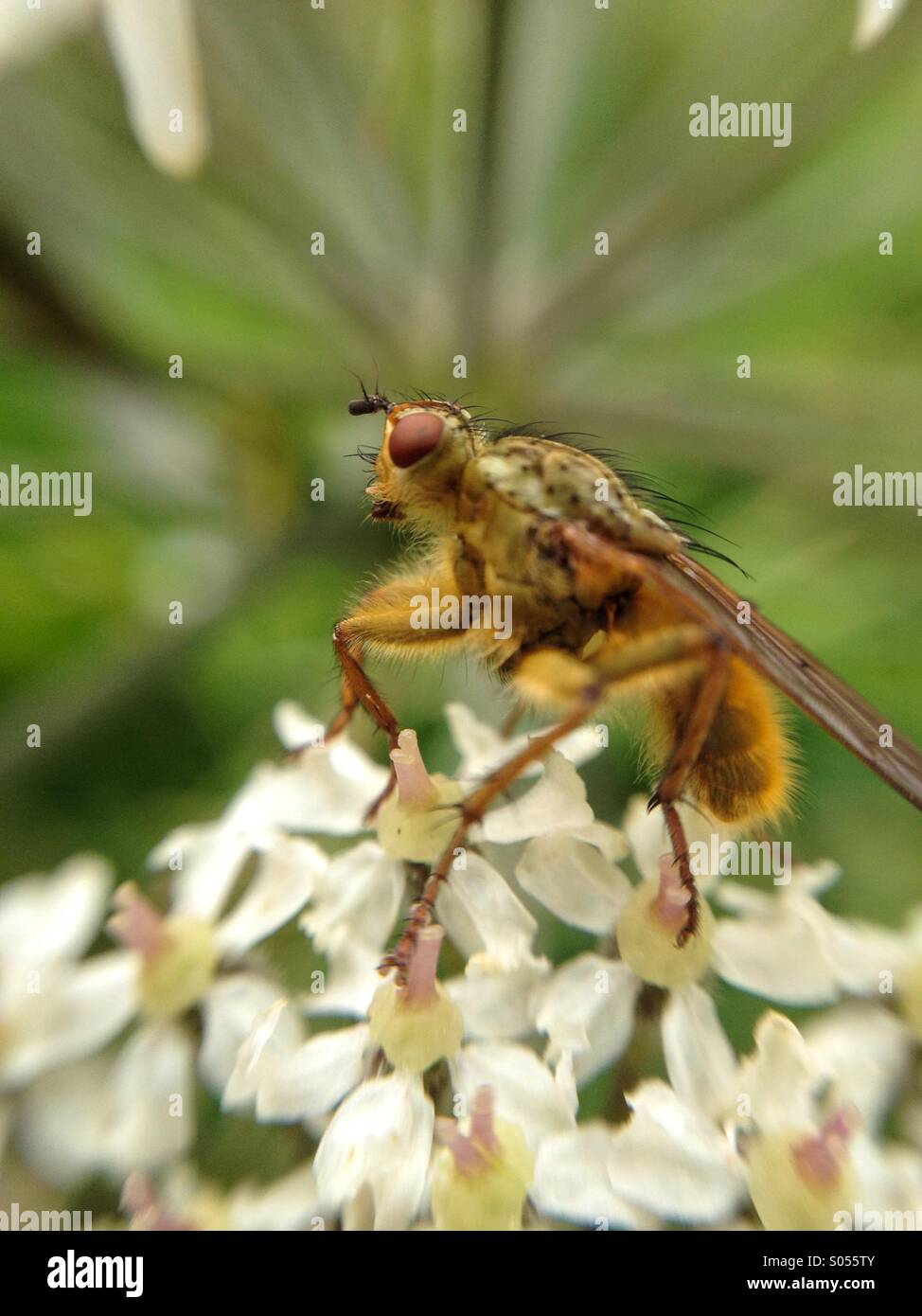 Makro-Ansicht einer Fliege Stockfoto