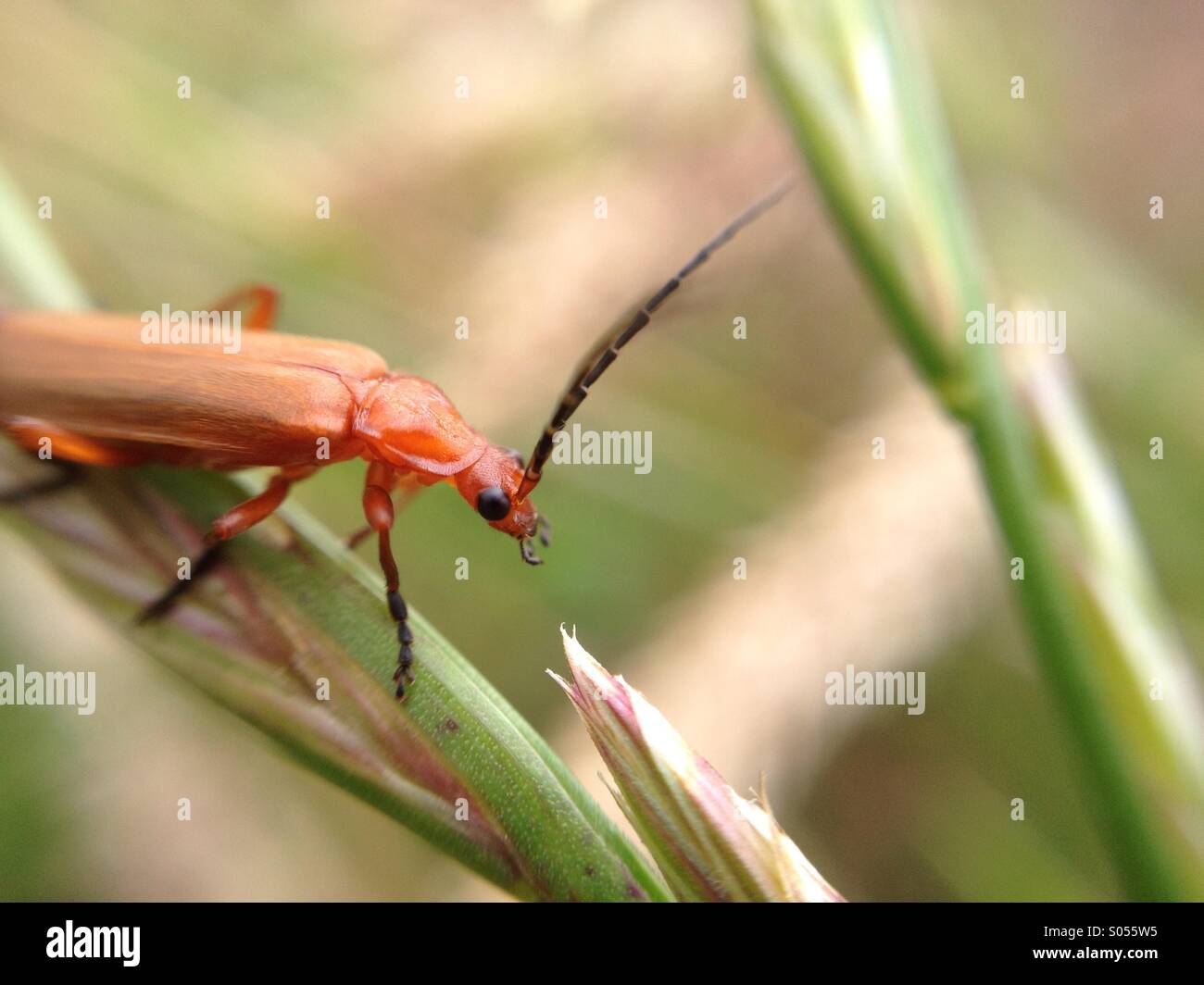 Makro-Ansicht eines Käfers longhorn Stockfoto