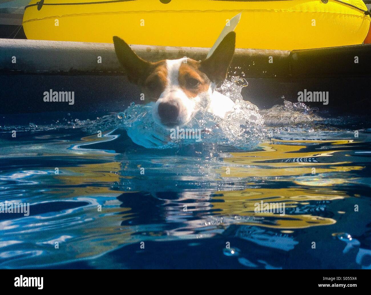 Schwimmen in Richtung zu Ihnen. Daisy (jetzt 11 Monate alte) Jack Russell Terrier startet mit Spannung in den Pool zur Abkühlung in den heißen Sommerwetter. Stockfoto Schwimmen in Richtung zu Ihnen. Daisy (jetzt 11 Monate alte) Jack Russell Terrier startet mit Spannung in den Pool zur Abkühlung in den heißen Sommerwetter. Stockfoto