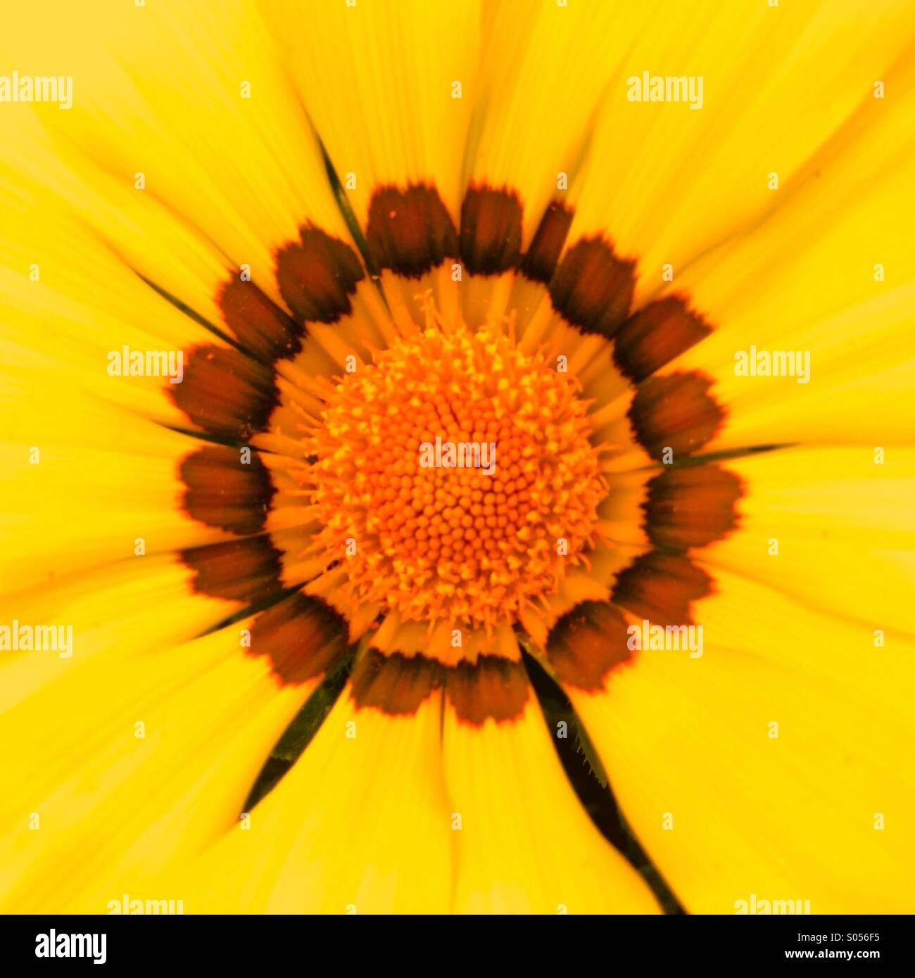 Sommerblume hautnah Stockfoto