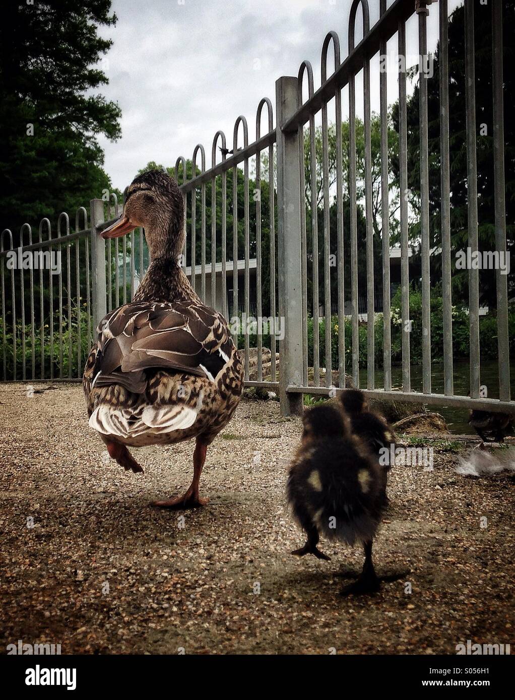 Zwei Küken Folgen ihrer Mutter Ente Stockfoto