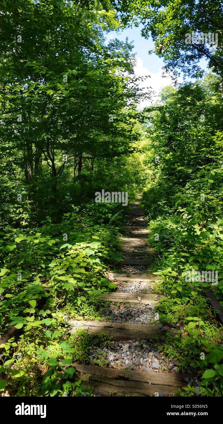 Natur, die Rückeroberung einige alte Schienen. Stockfoto