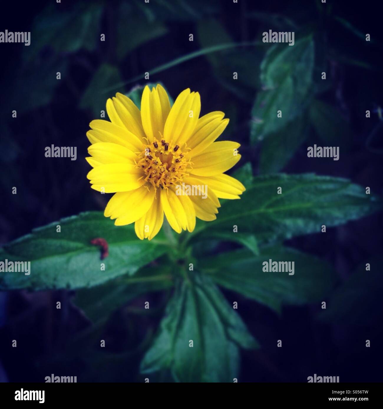 Gelbe Blume Stockfoto