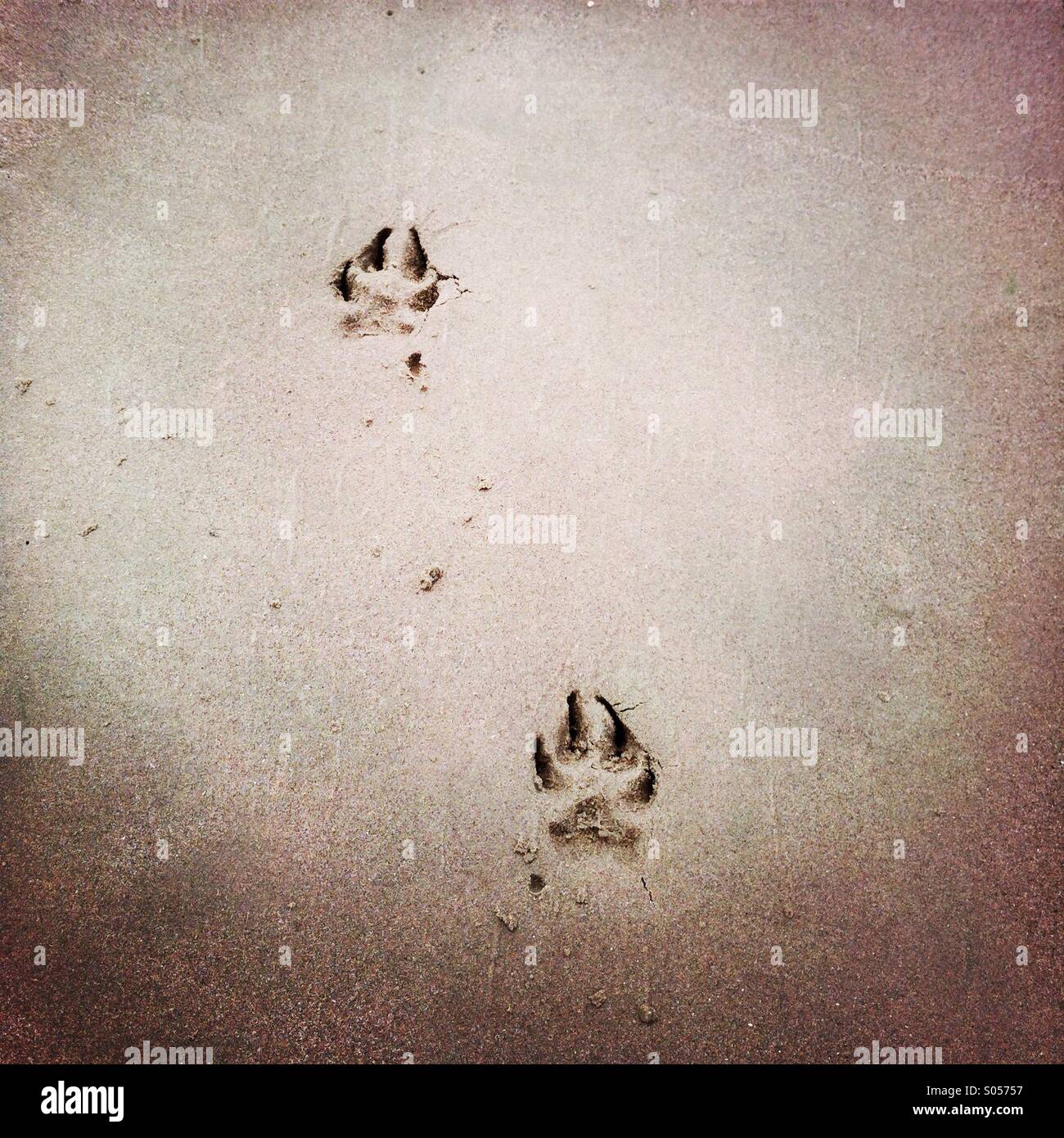 Hundepfote druckt in den Sand. Stockfoto
