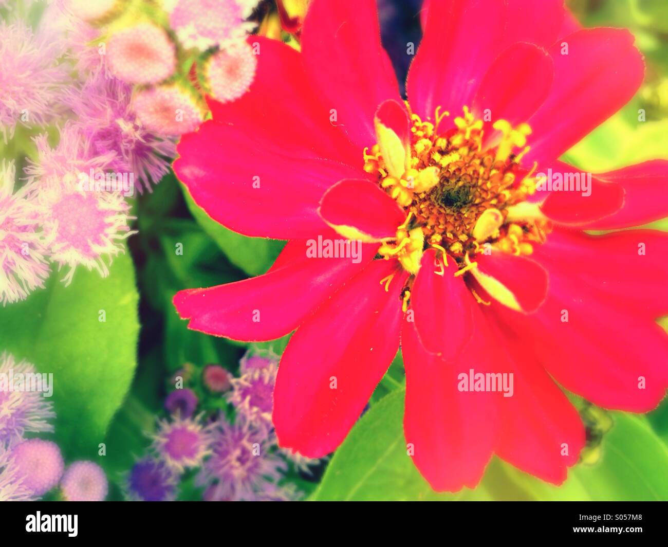 Nostalgische Blumen Stockfotos und bilder Kaufen Alamy