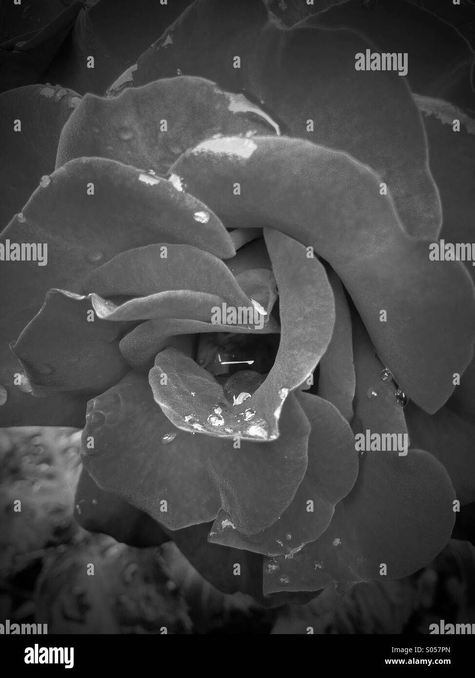 Rose mit Regentropfen - Smartphone-aufgenommenes Stockfoto