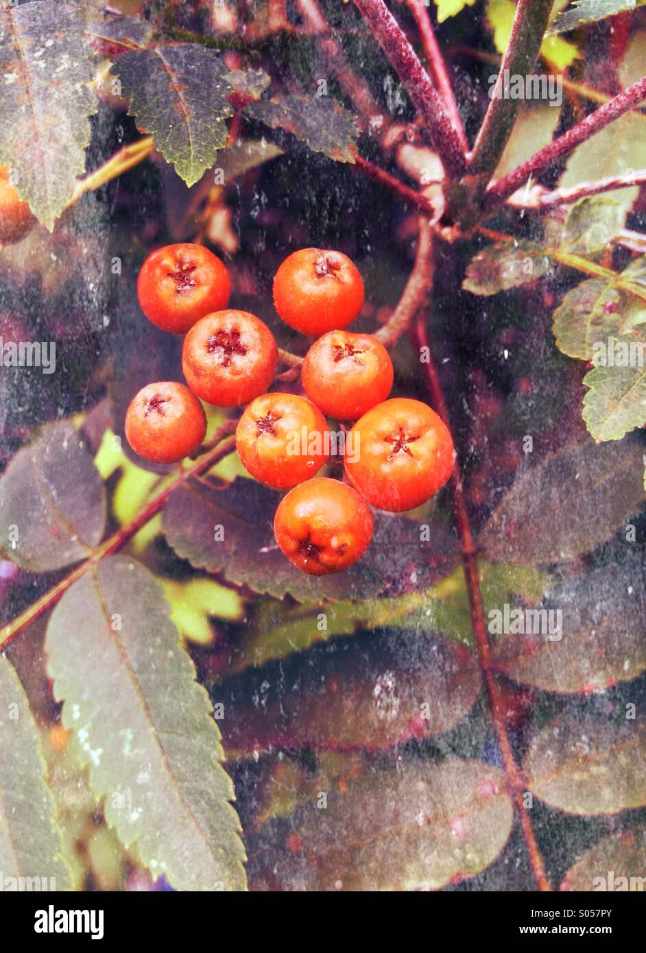 Beeren der Eberesche - Smartphone-aufgenommenes Stockfoto