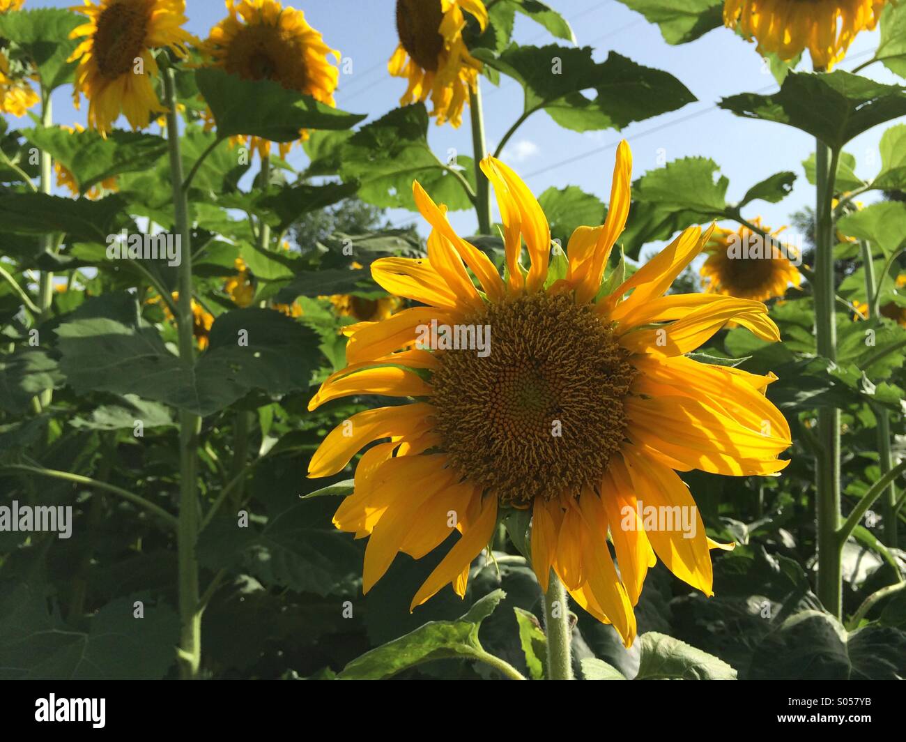 Sonnenblumen-Hintergrundbeleuchtung von der Sonne. Stockfoto