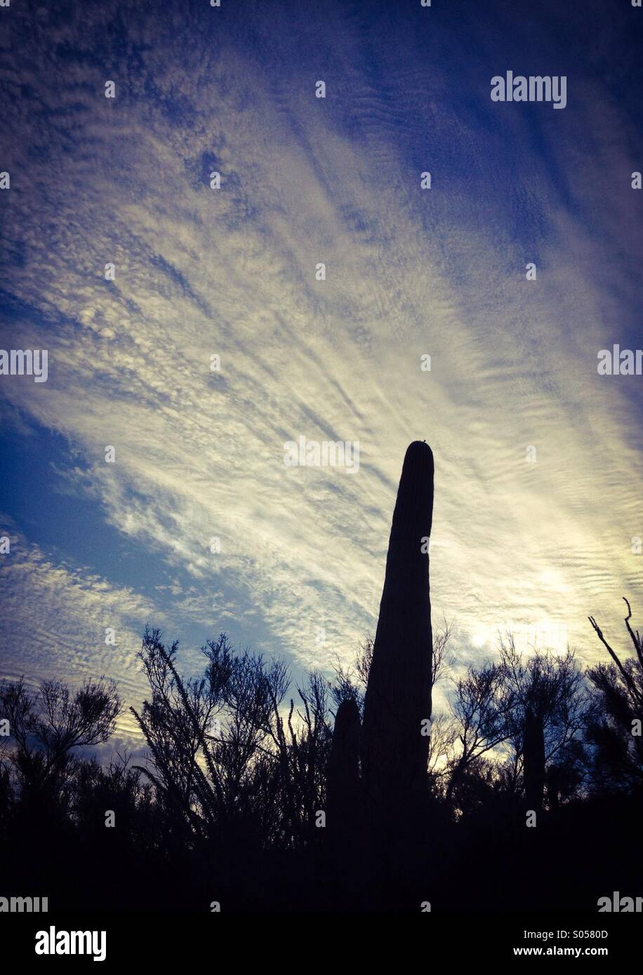 Blauer Himmel und Saguaro Kaktus im Morgengrauen in die Sonora-Wüste, Tucson, Arizona, USA. Stockfoto