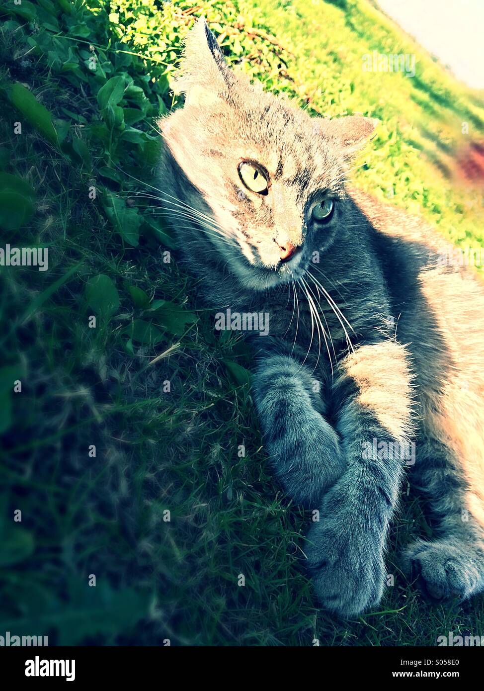 Katze-Sonnenbaden auf dem Rasen Stockfoto