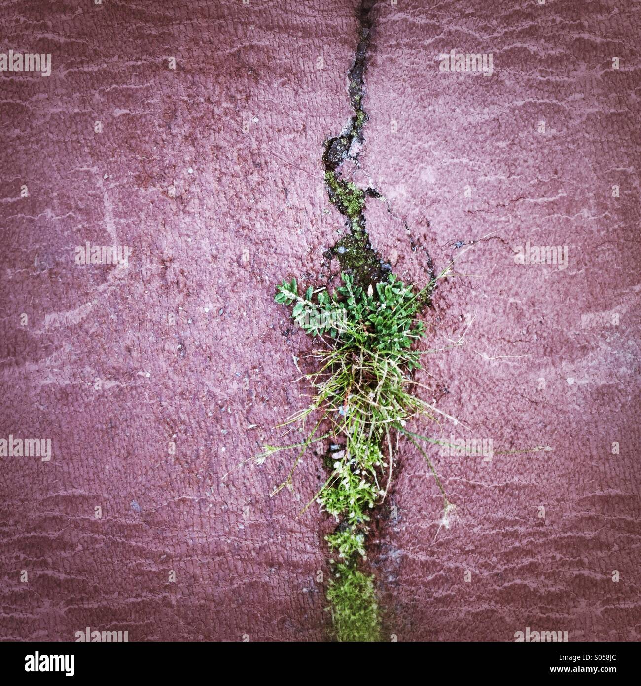 Vegetation - Smartphone-aufgenommenes Stockfoto