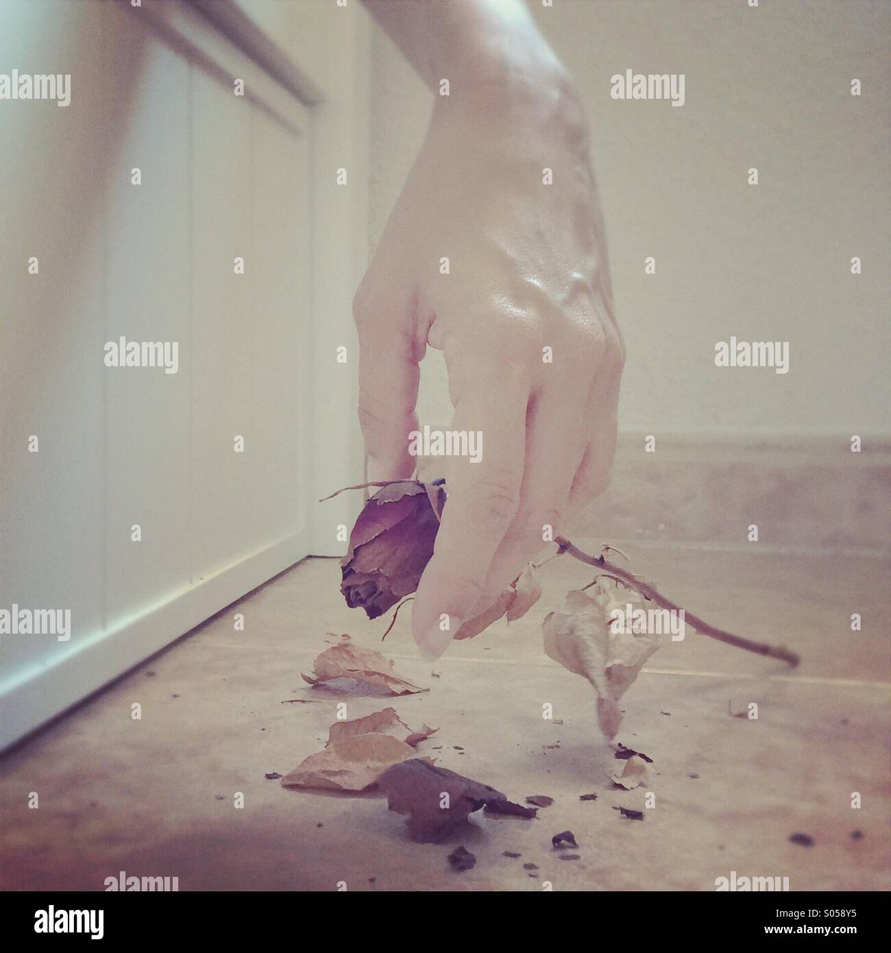 Hand hält getrockneten stieg Stockfoto Hand hält getrockneten stieg Stockfoto