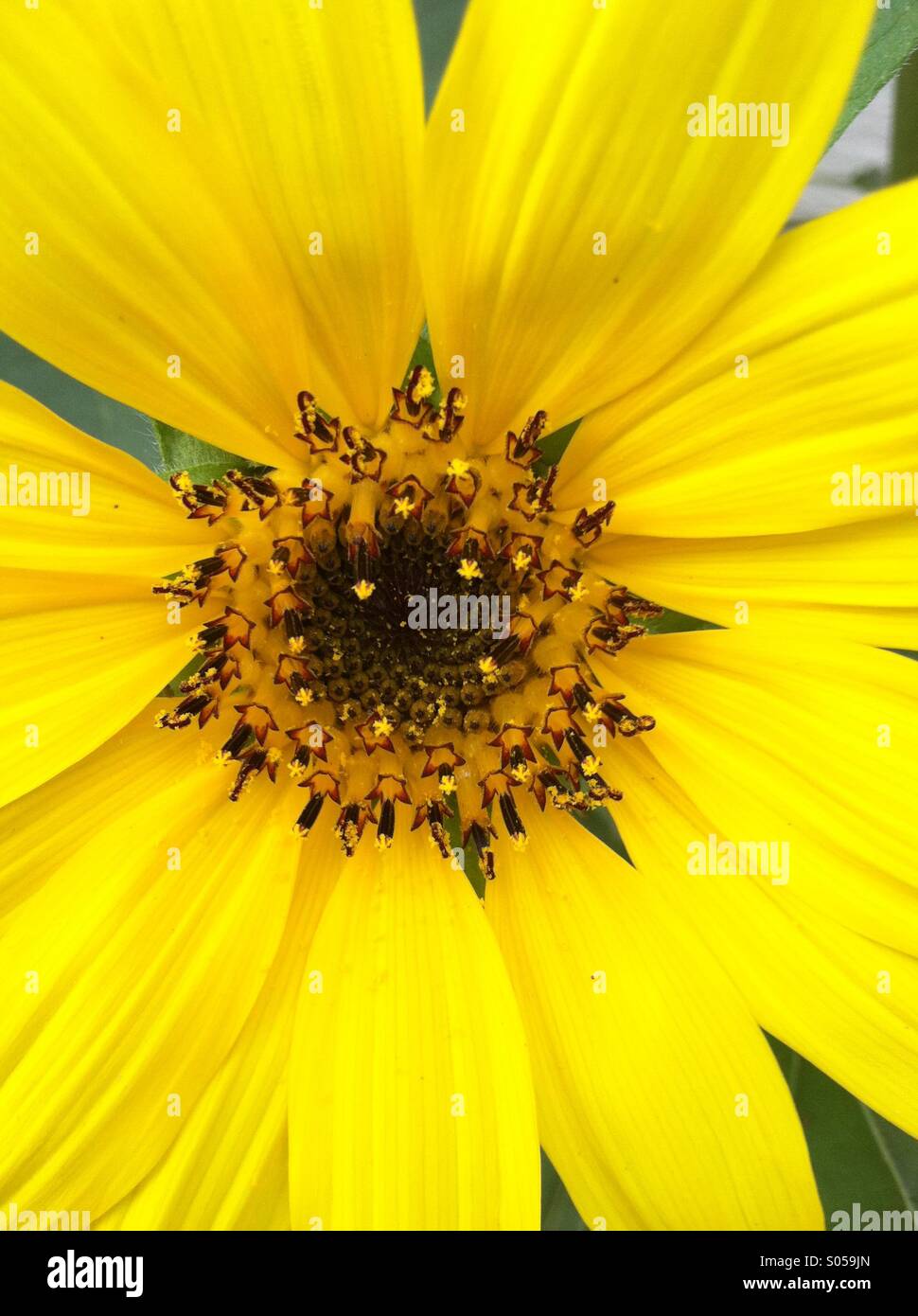 Zarte Sonnenblume Stockfoto