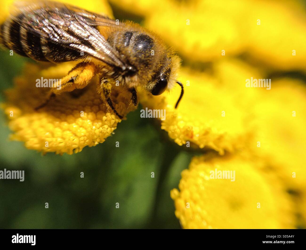 Makro-Ansicht einer Biene auf einer Blüte Stockfoto