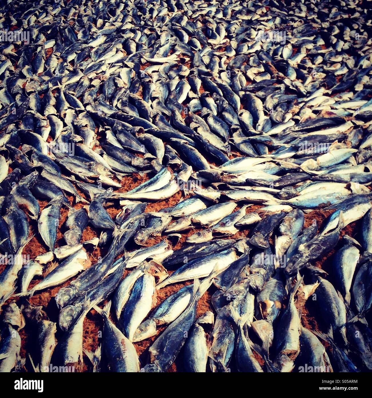 Negombp Fischmarkt, Sri Lanka Stockfoto