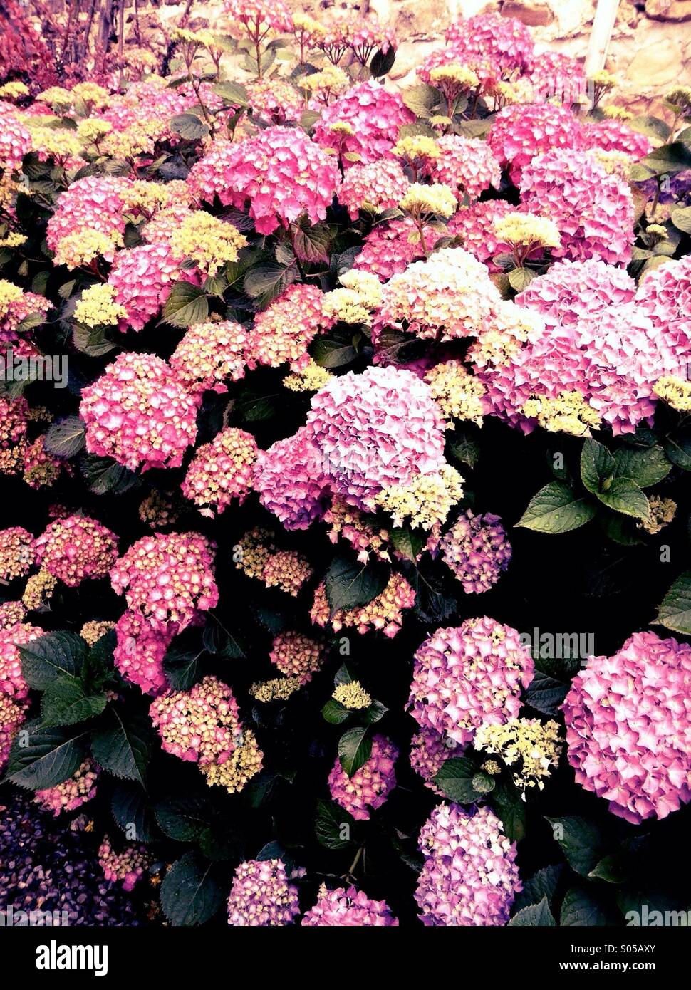 Großer Hydrangea Busch blühen im Garten Grenze Stockfoto