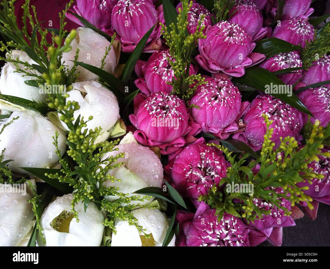 Die Lotus Blume, schön, weiß, rosa, natürlich. Stockfoto