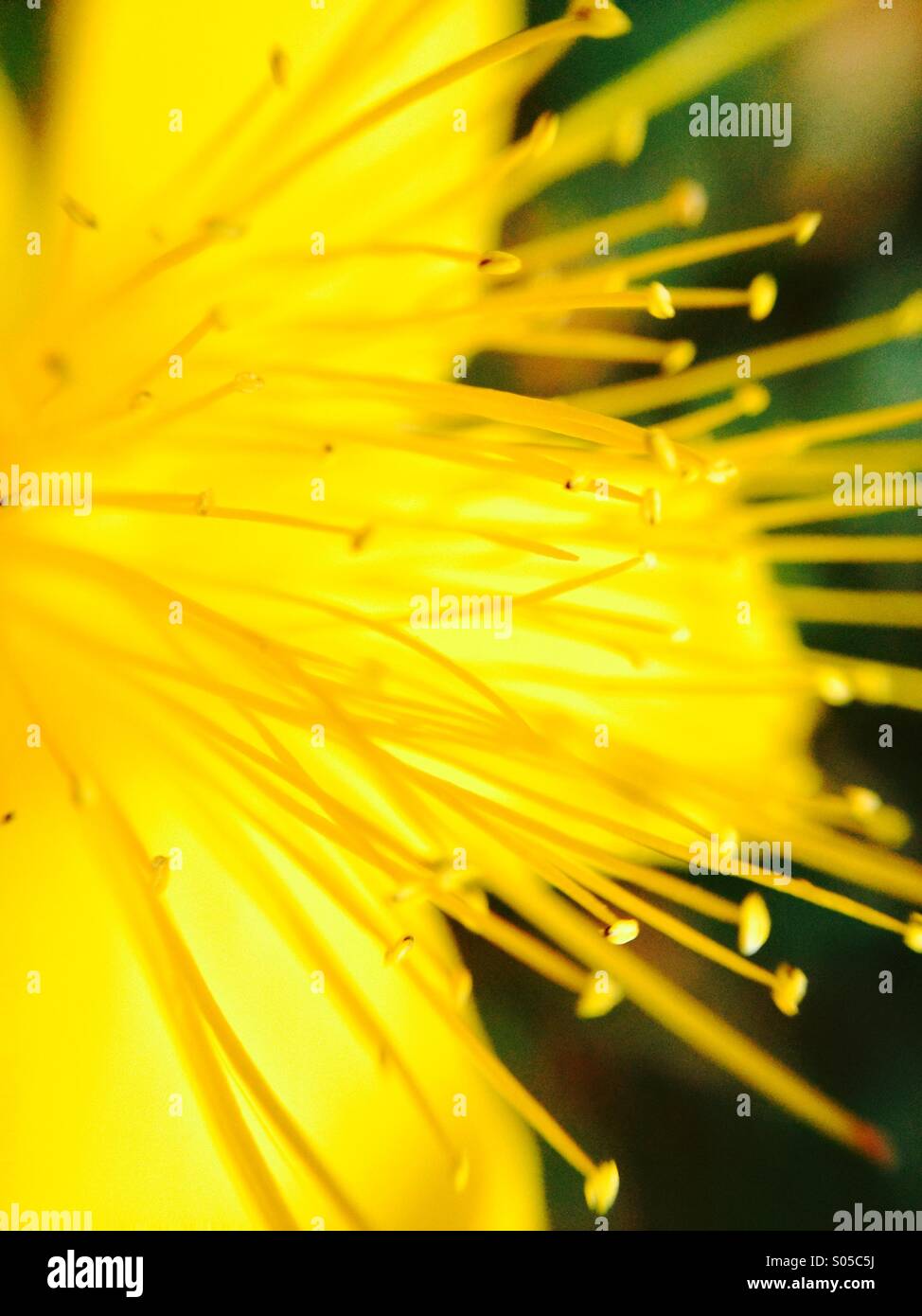 Makro-Blick auf eine hypericum Stockfoto