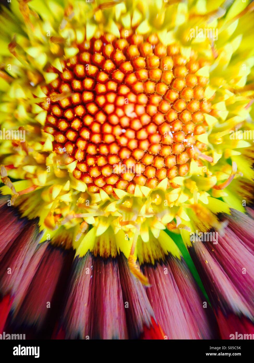 Makro-Ansicht von einer Gazanien Stockfoto