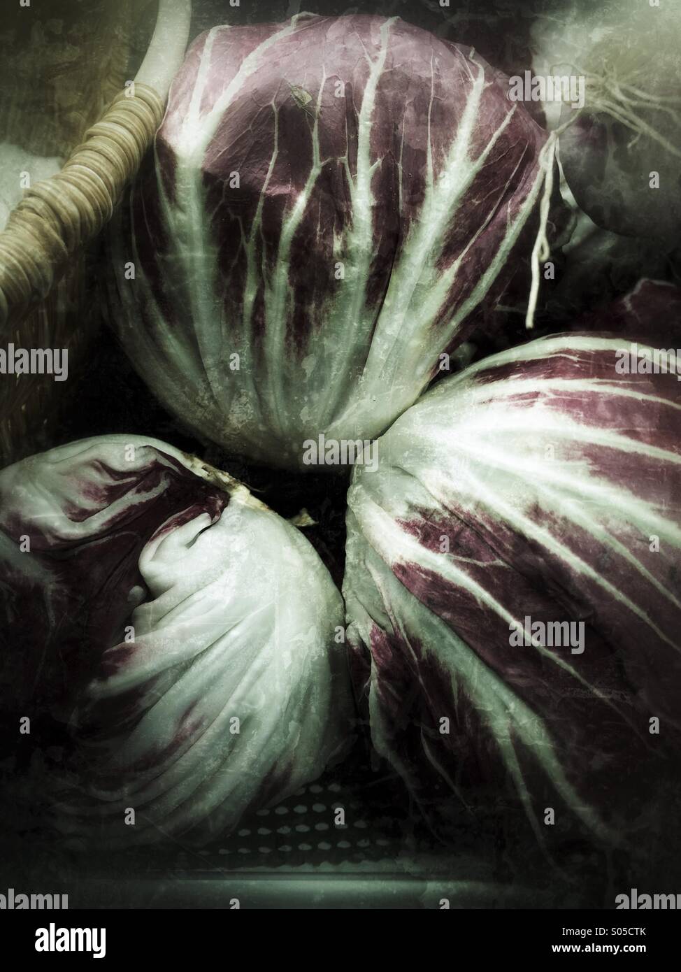 Radicchio Stockfoto