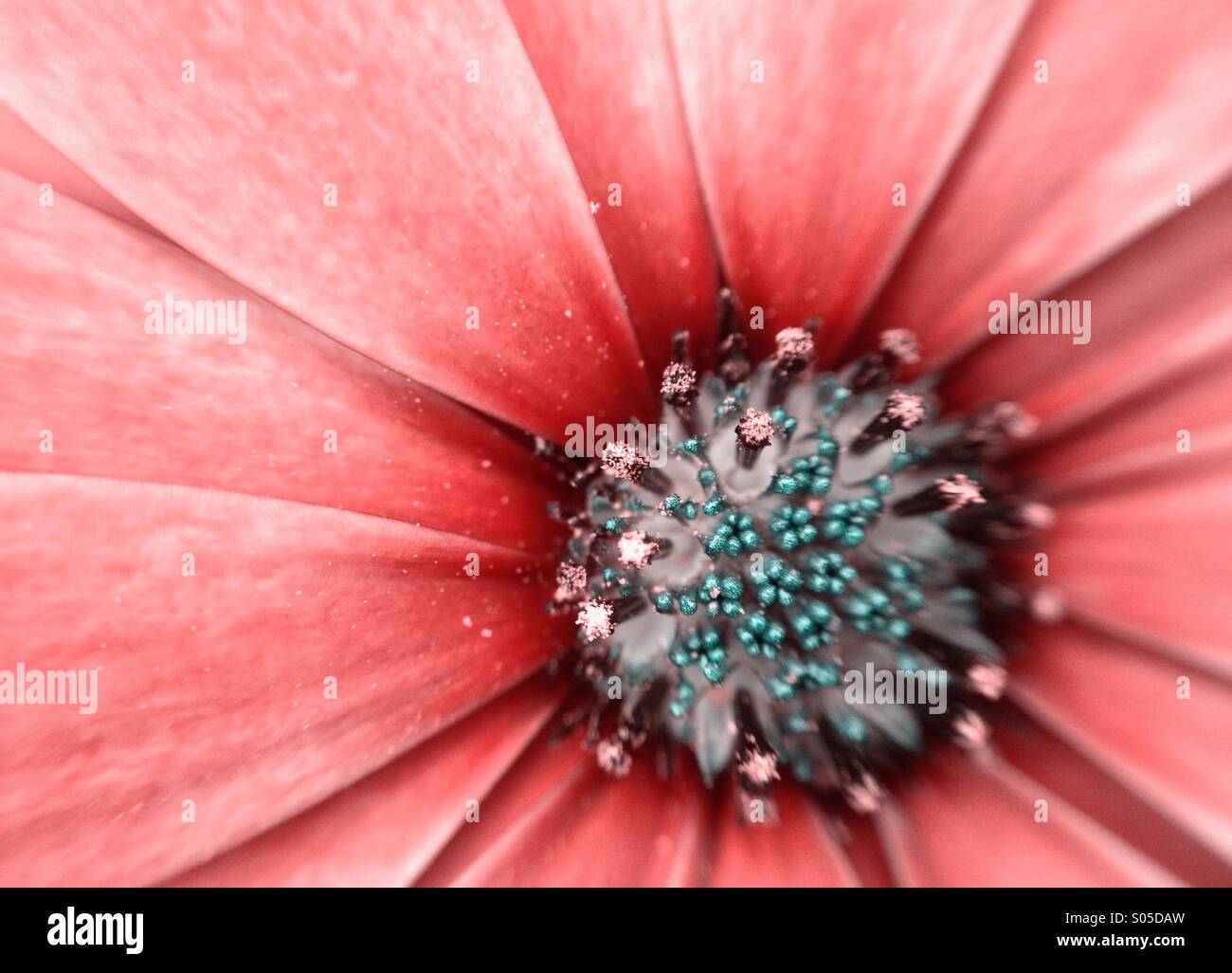 Cape Daisy Blume - Smartphone-aufgenommenes Stockfoto
