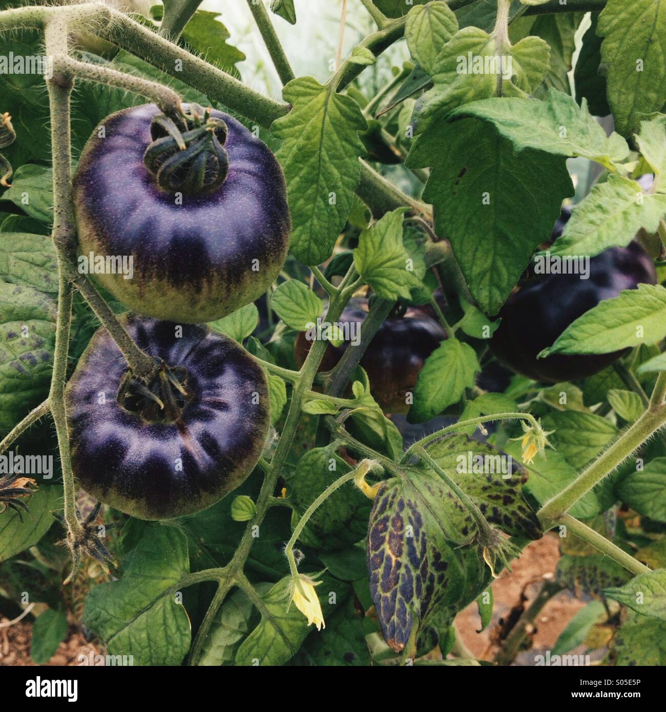 Blaue Schönheit Tomaten Reifen am Rebstock. Stockfoto