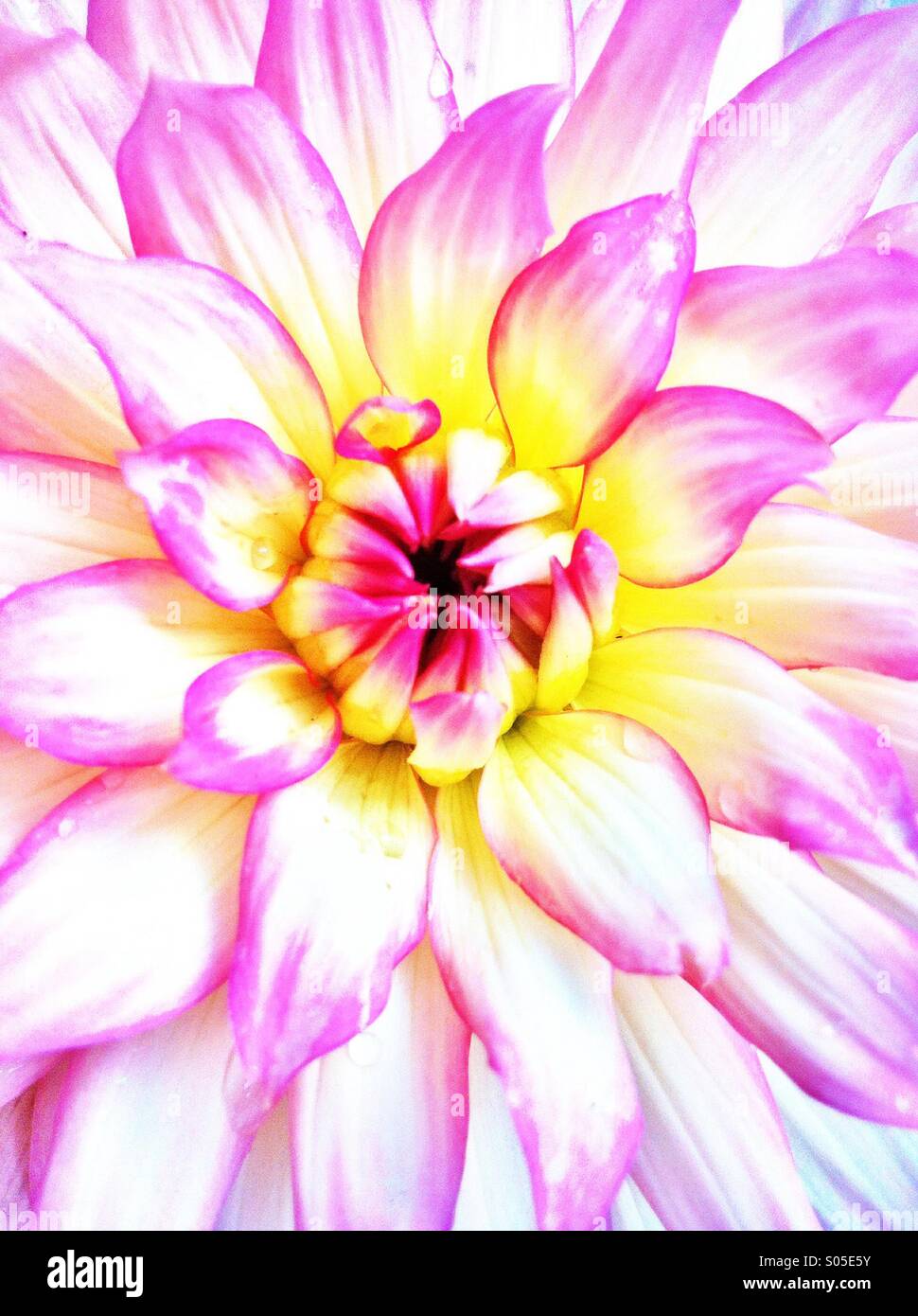 Rosa gelb Dahlia Blume Stockfoto