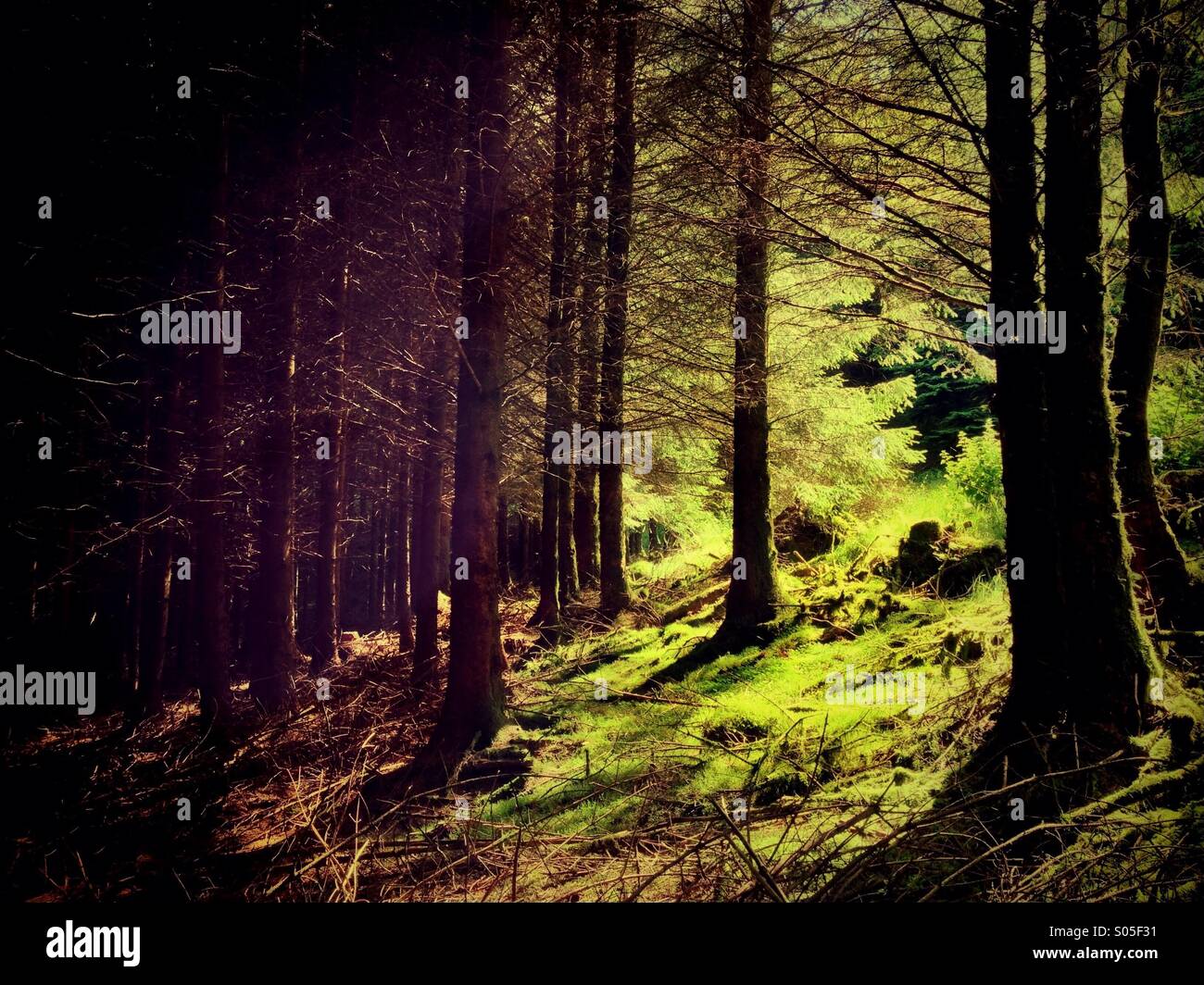 Licht und Schatten im Wald Stockfoto