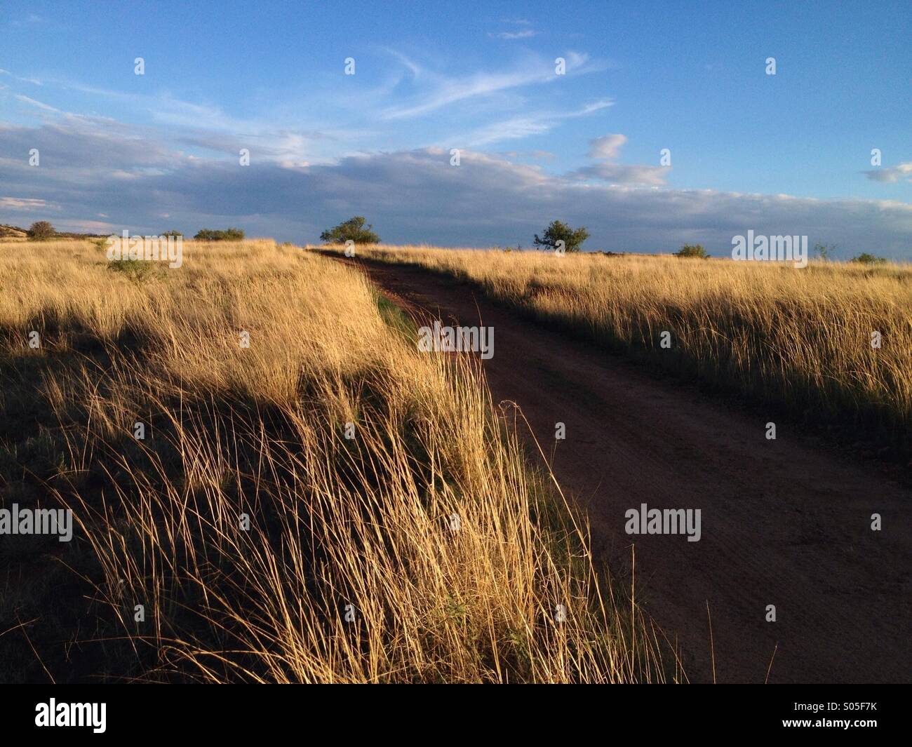 Grasland in Süd-Arizona, USA. Stockfoto