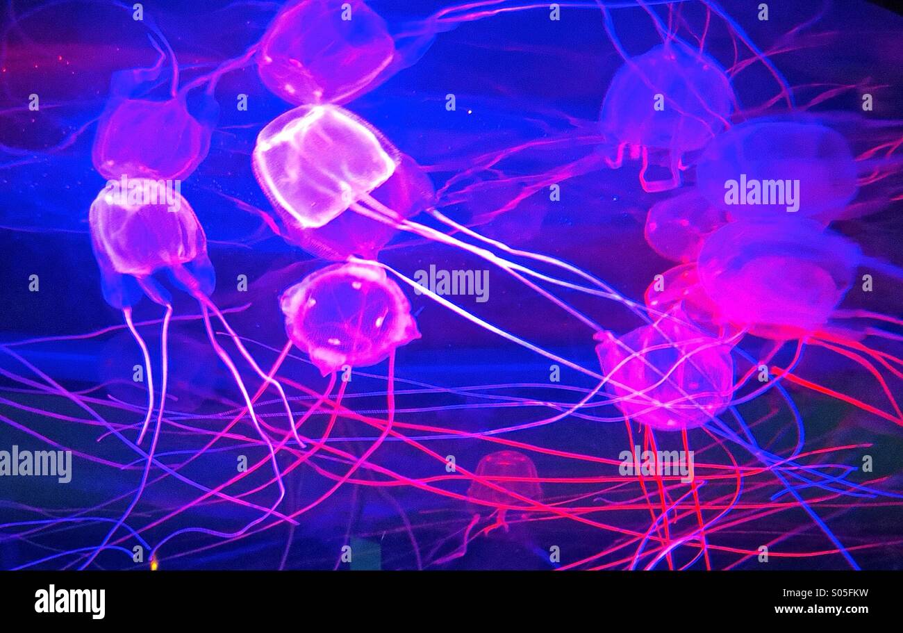 Neon-Medusa Stockfoto