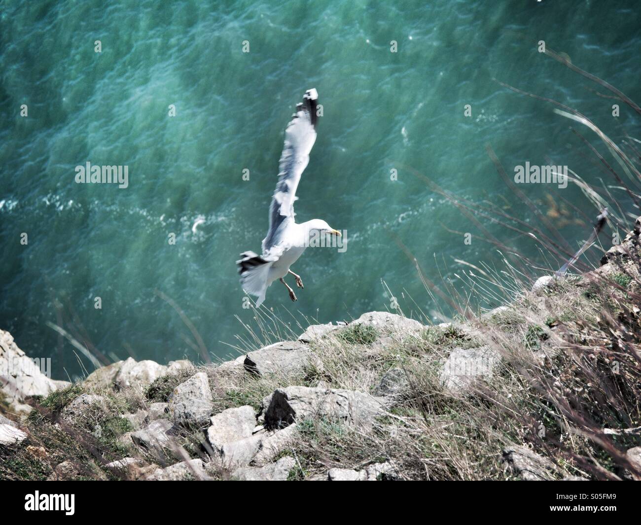Silbermöwe landet auf einer Klippe - Smartphone-aufgenommenes Stockfoto
